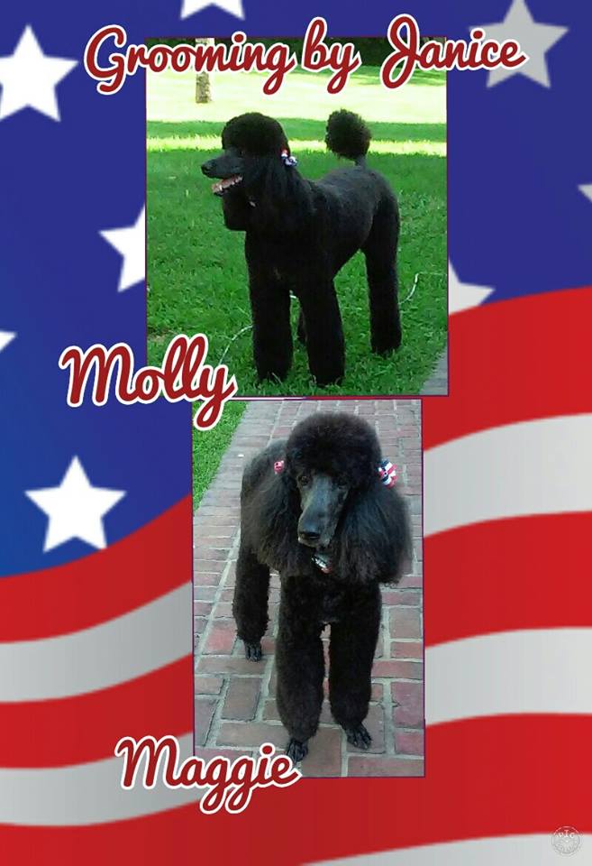 13254548_1713226202300287_3085108590712156049_n