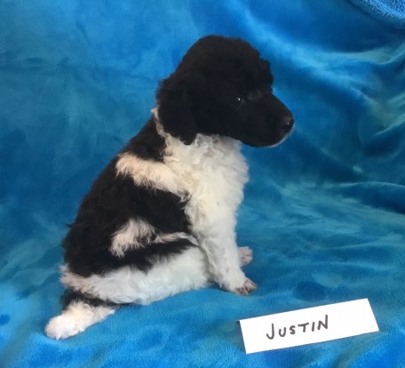 Justin is 3 weeks old. He is available.