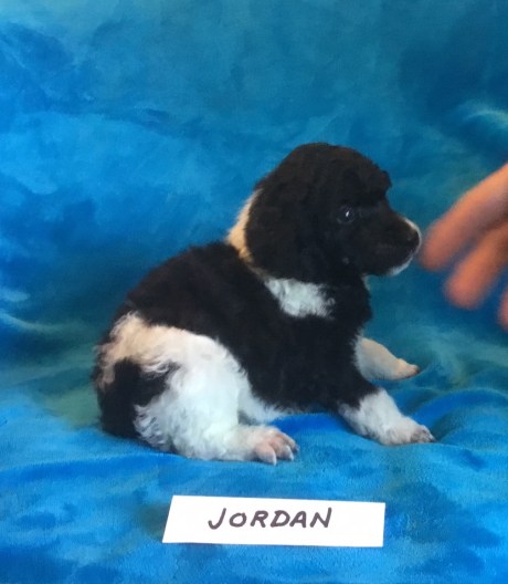 Jordan is a Tuxedo Parti Poodle., He is 3 weeks old. Available: his price is $2,000.00 Limited Registration.