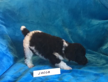 Jacob is 3 weeks old. Price is $1800.00. PENDING