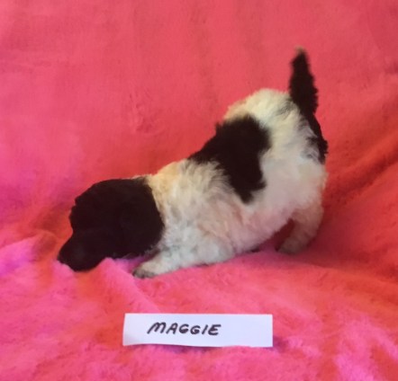 Maggie is a Parti Poodle Puppy. She is 3 weeks old. Her Price is: $1,800.00 PENDING