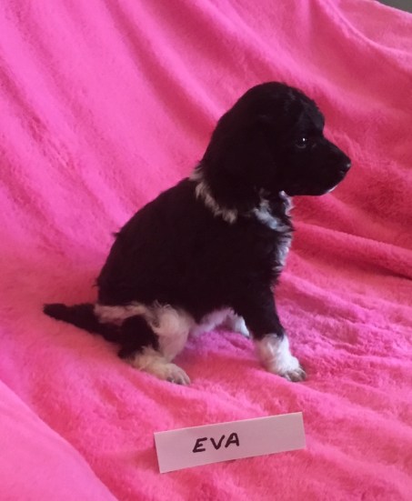 Eva is a Tuxedo Parti Poodle Puppy. She is 3 weeks old. Her Price Is: $2,000.00 PENDING