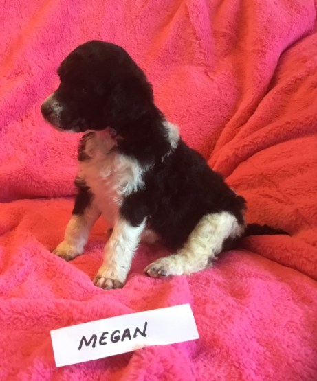 Megan is a Tuxedo Parti Poodle Puppy. She is 3 weeks old. She is Available Her Price is: $2,000.00