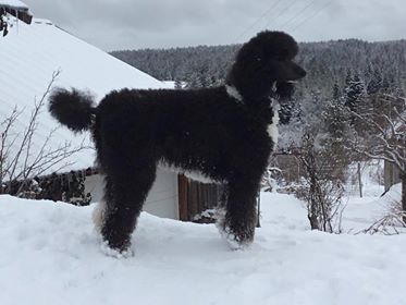 16343802_10154975046641974_1257580538_n