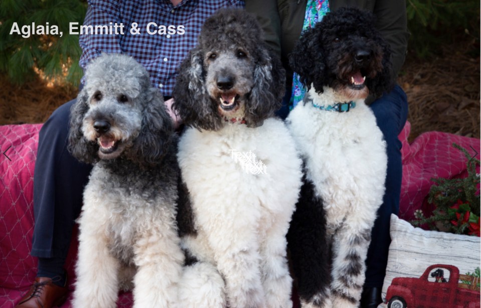 dojmepjbgmgdaflnaglaia, emmitt &amp; cass