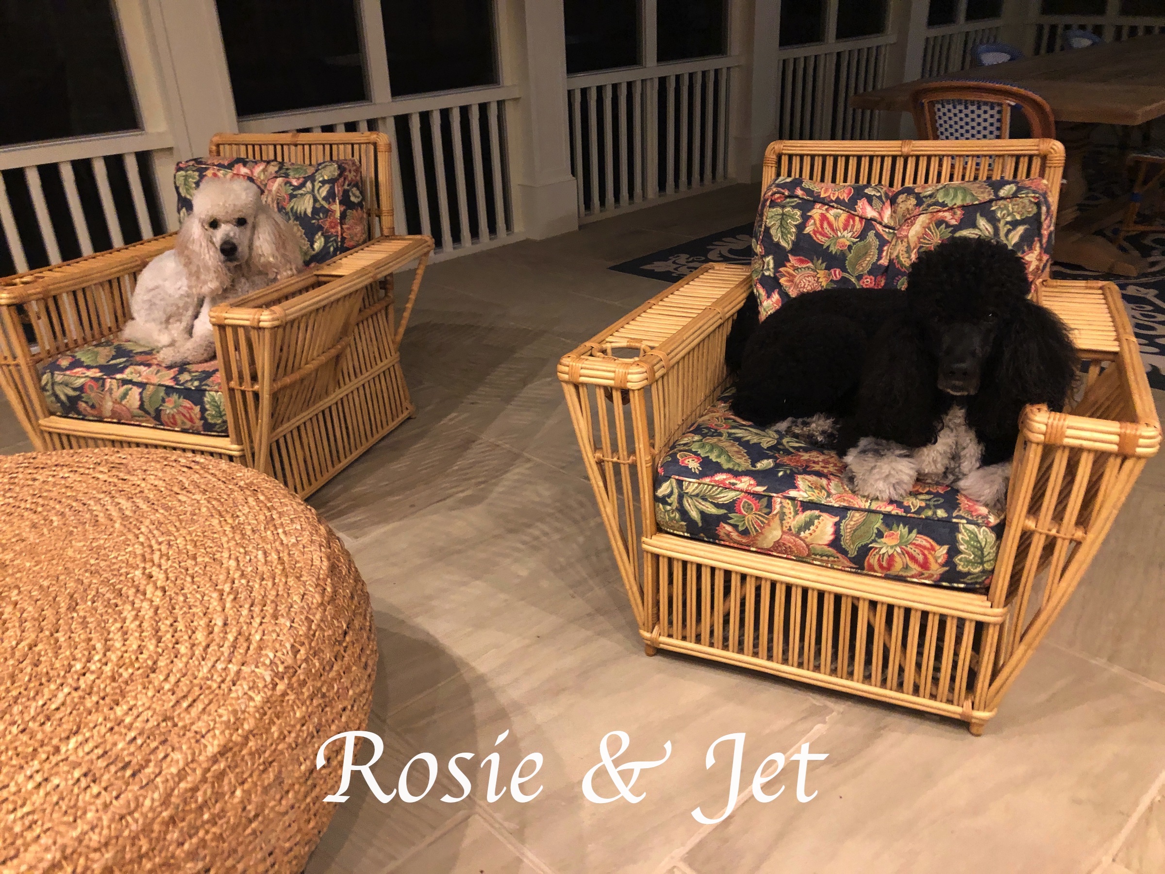 rosie &amp; jet