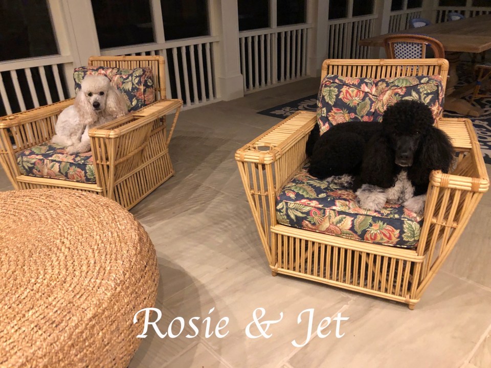 rosie &amp; jet
