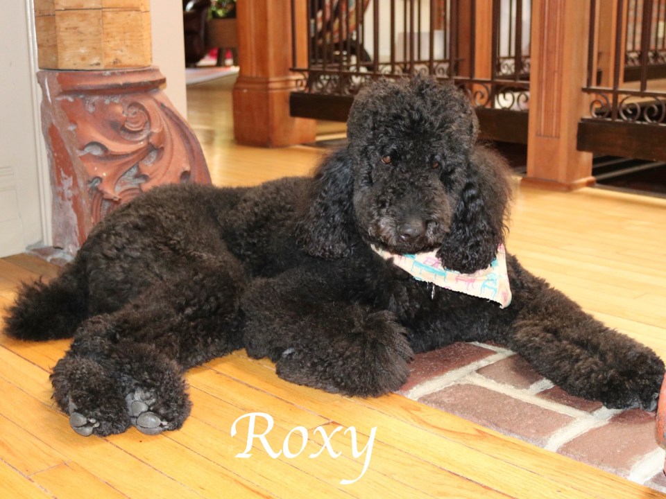 roxy