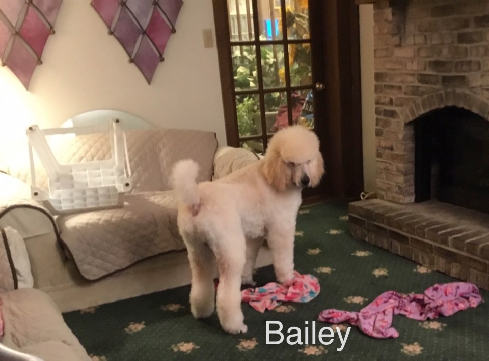 Bailey playing.