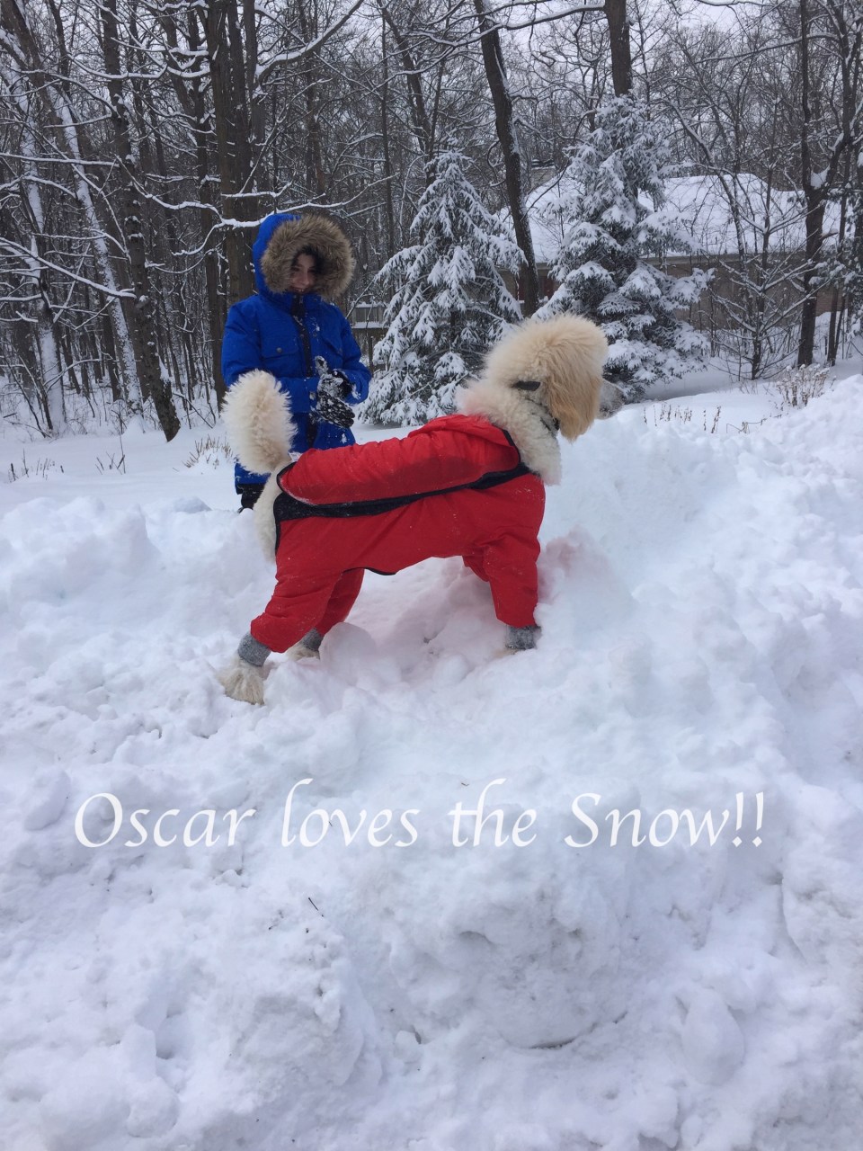 Oscar loves the snow