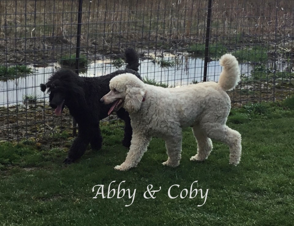IMG_3612Abby &amp; COBY