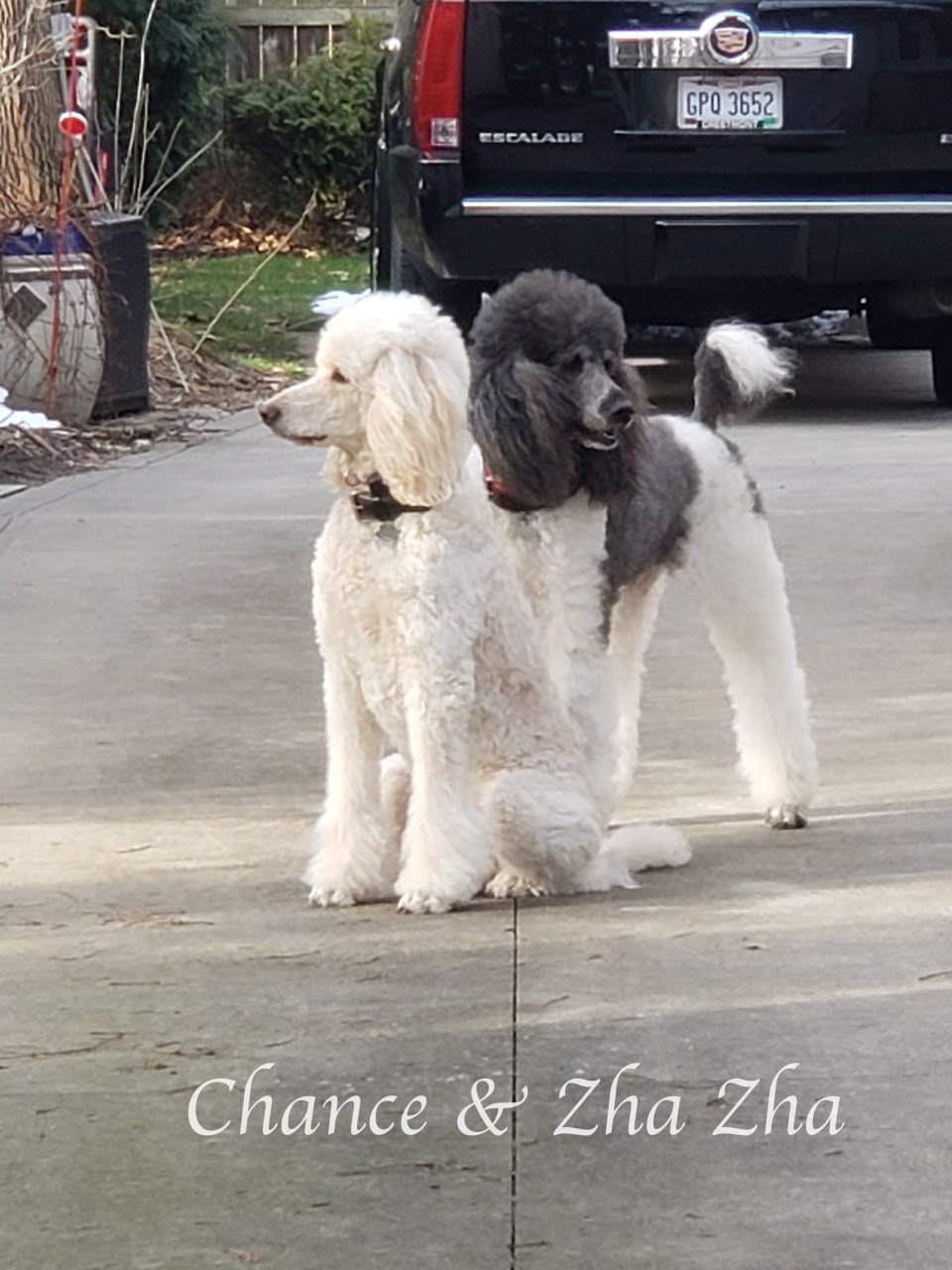 20210113_101735Chance &amp; Zha Zha 2021