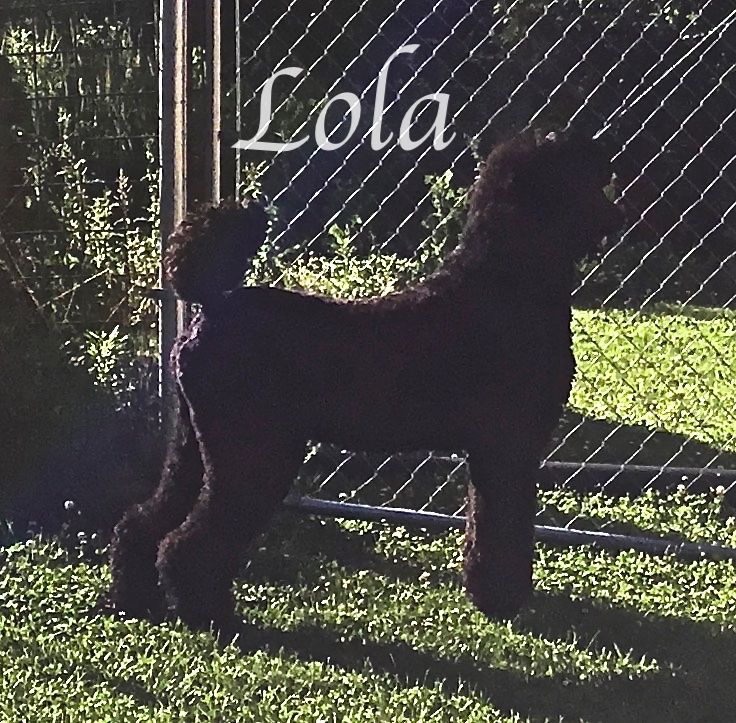 IMG_0400Lola Fence