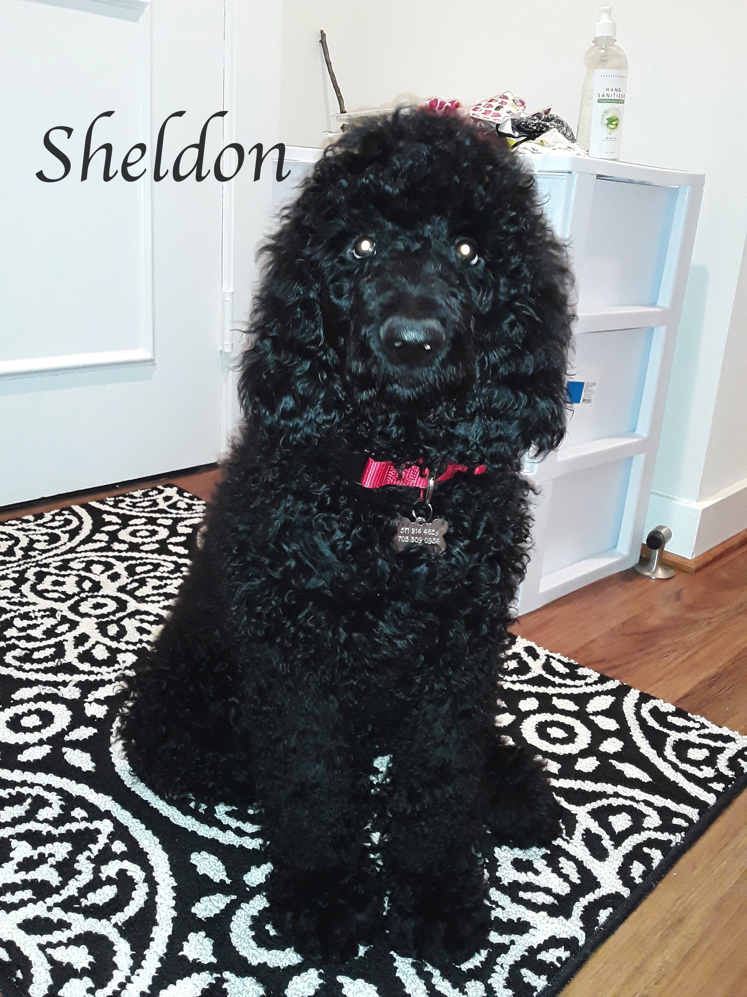 20210314_181331Sheldon Face 3 months