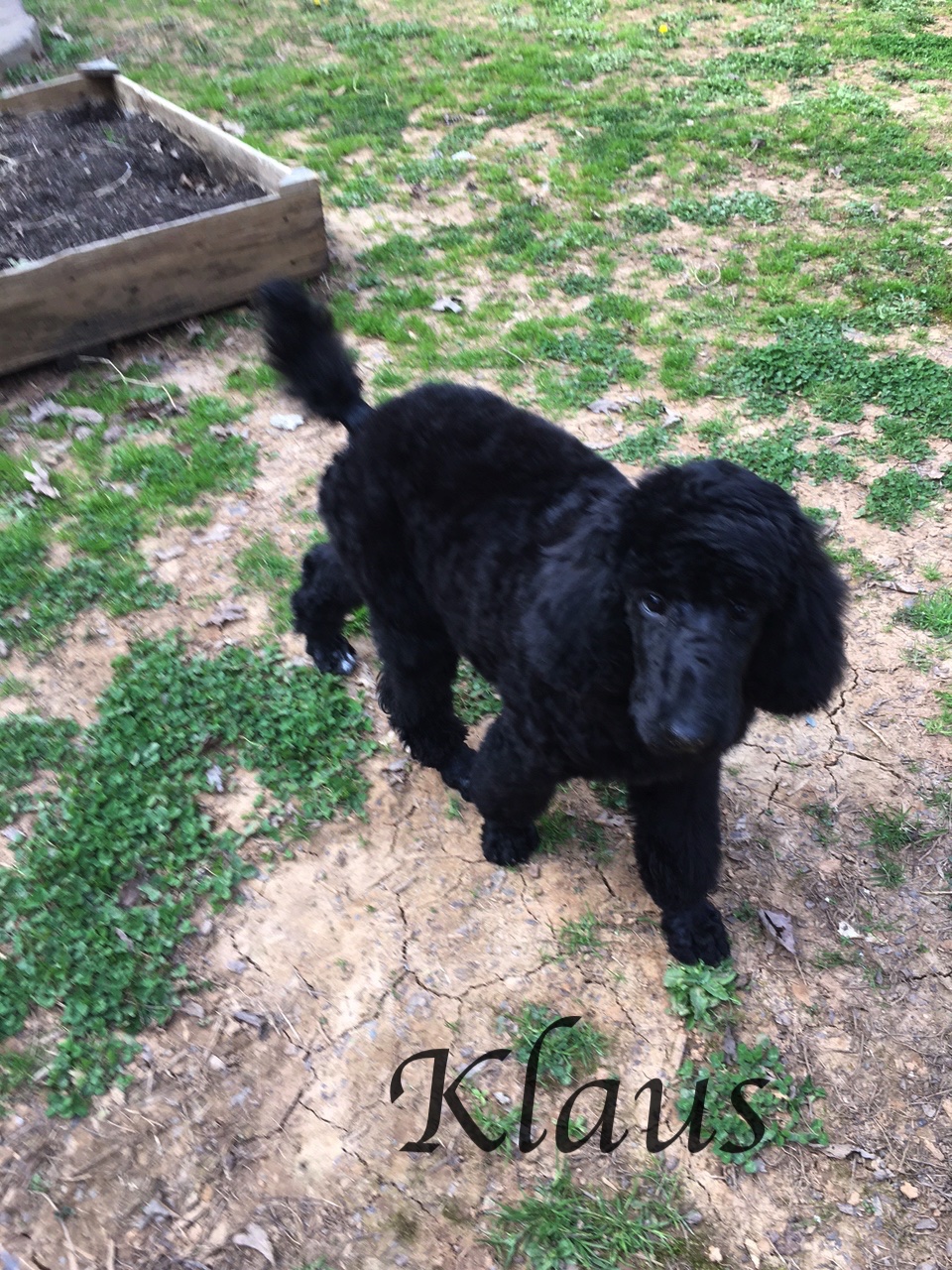 Klaus standing outside