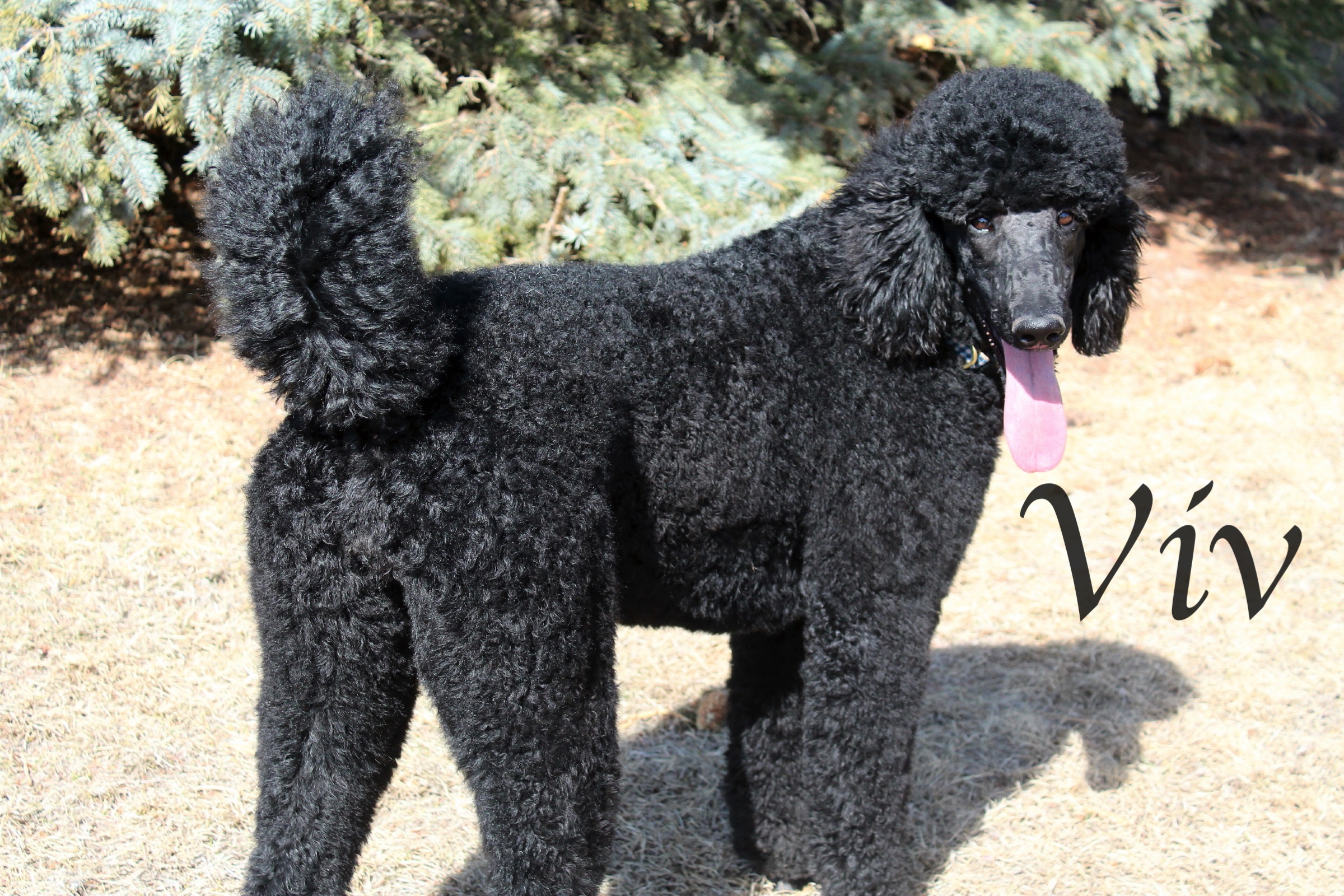 Viv &amp; Back rt side