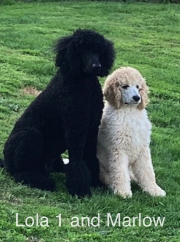 2d075ab7-81c6-4916-888b-85fca31cb803Lola 1 and Marlow