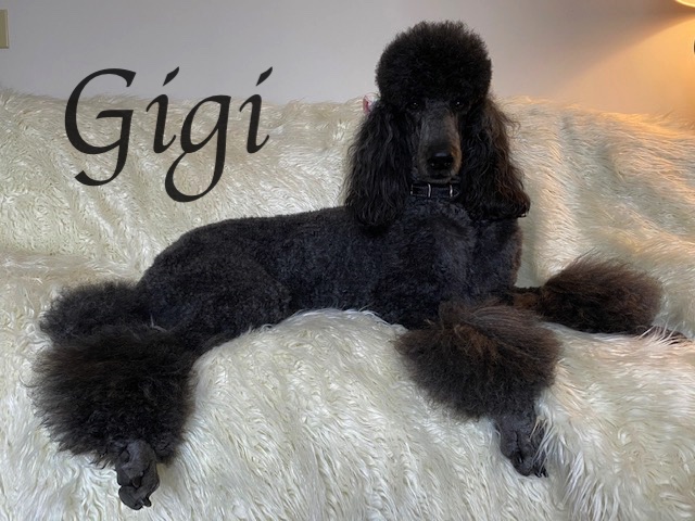 IMG_3701Gigi Ft Fur