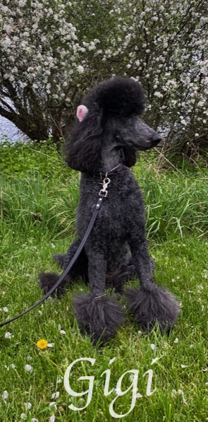 IMG_3863Gigi Cherry Blosems