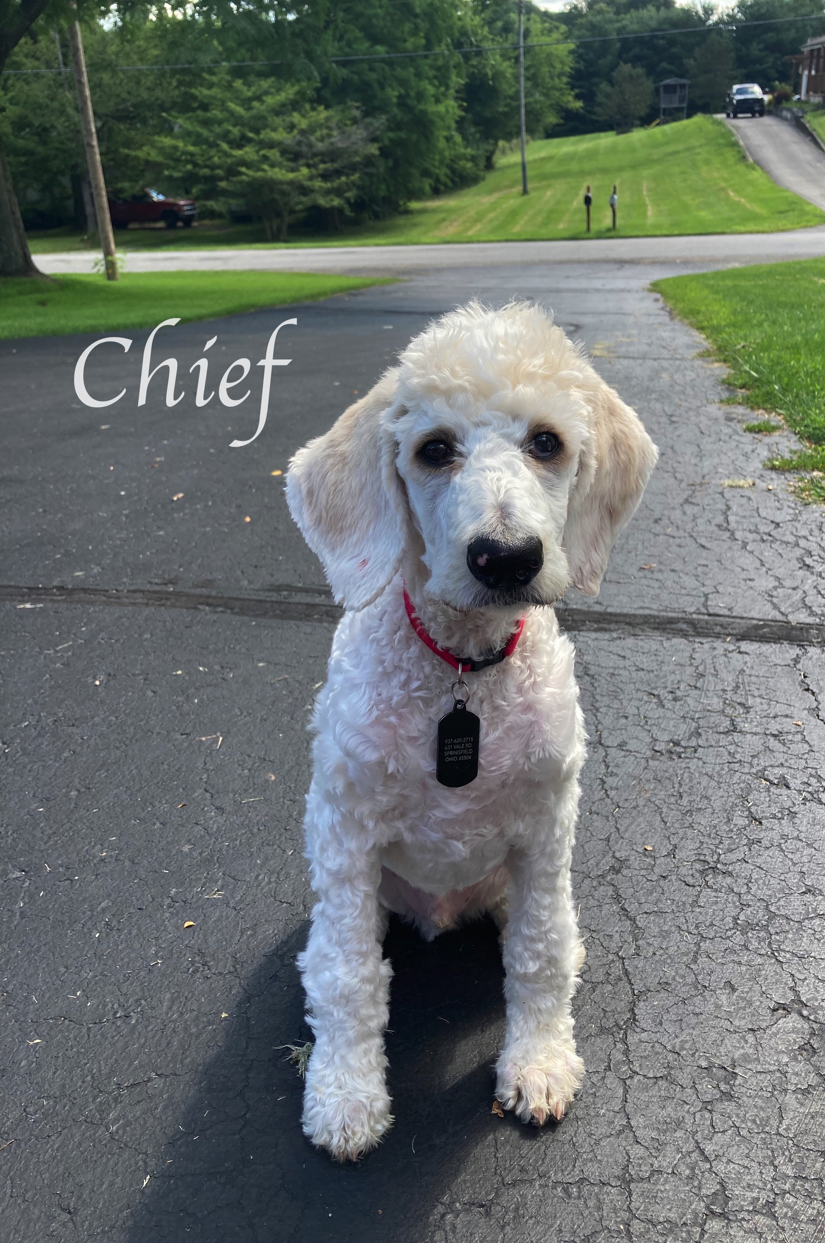 IMG_4185Chief aug 2020