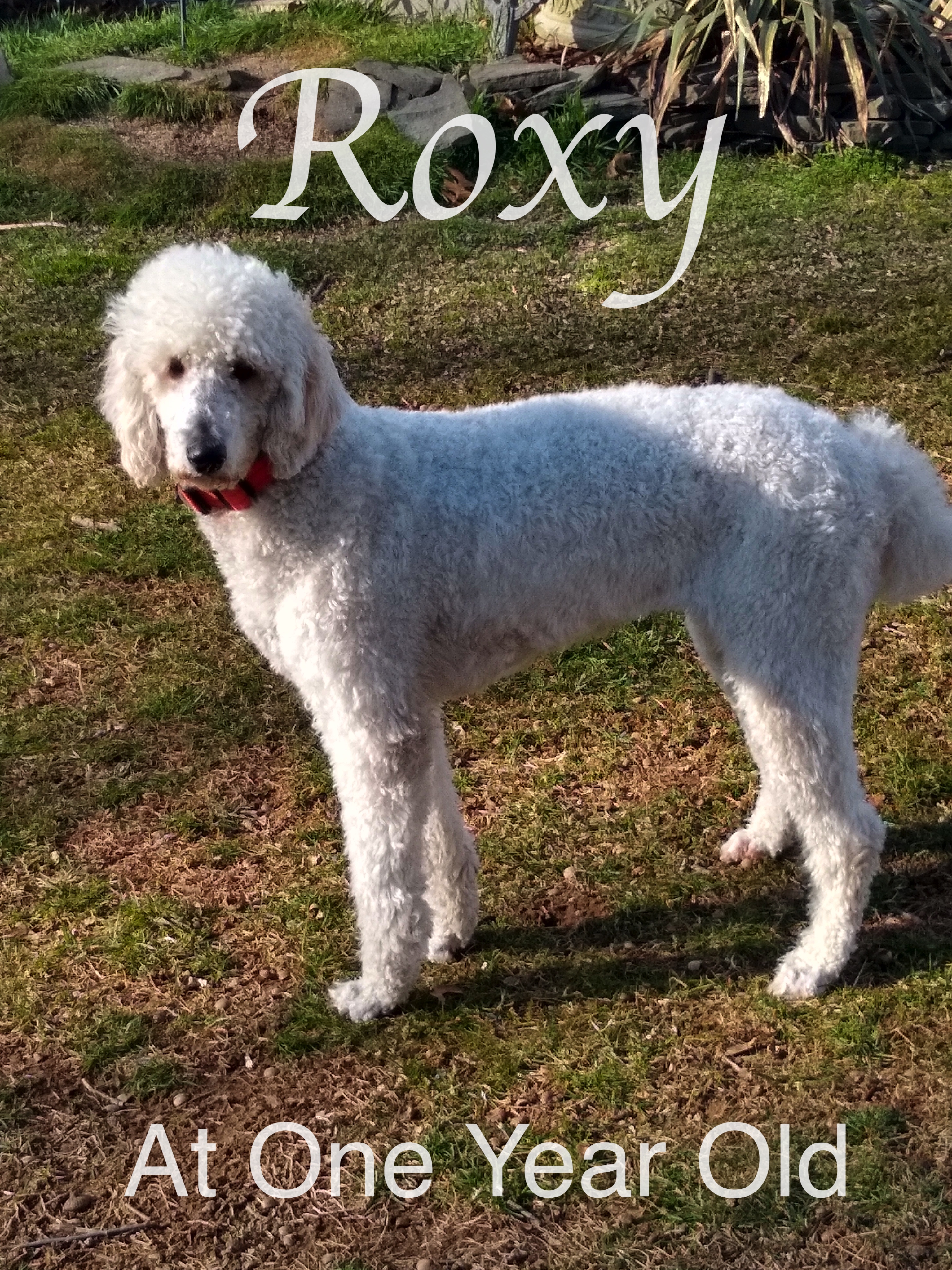 Roxy at one year old