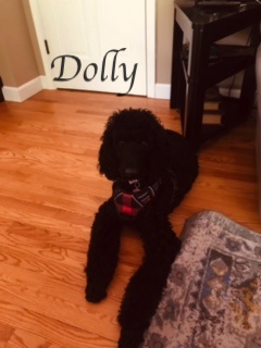 Dolly 11