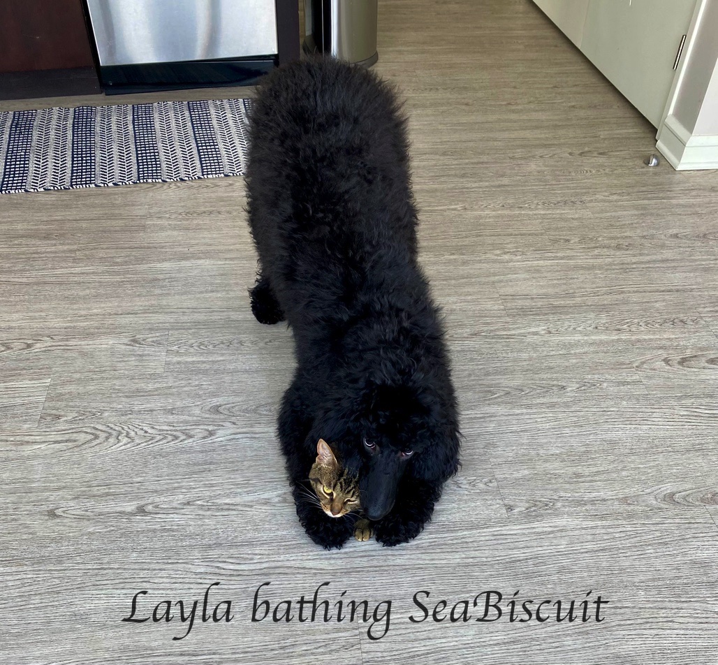 IMG_0789Layla bathing Seabiscuit