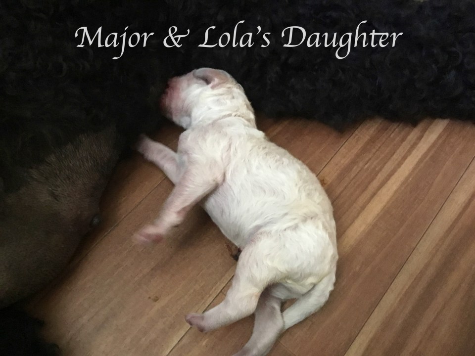 Major and Lolas new Daughter was delivered by C-Section on June 22,2021 by Dr. Clayton DDM.