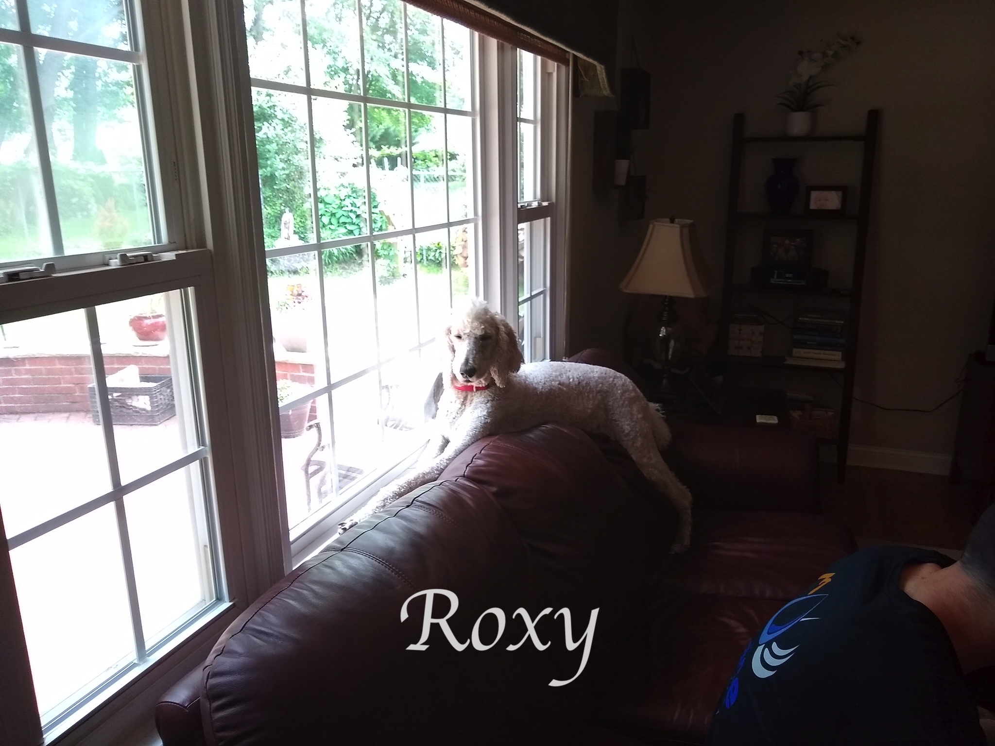 0b557a37-7119-4b04-9c81-954895f9cf12Roxy window