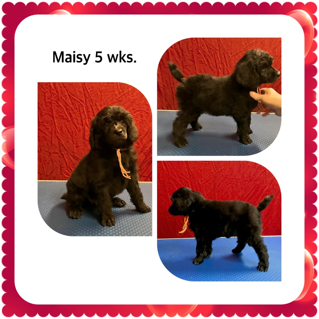 This image has an empty alt attribute; its file name is img_7367.jpeg